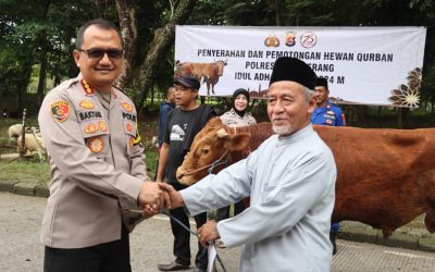 Polresta Tangerang Polda Banten Salurkan Bantuan Hewan Kurban, 18 Ekor Sapi Dan 49 Kambing