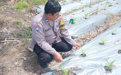 Pendampingan Rutin di Lakukan Bhabinkamtibmas Polsek Purwakarta Polres Cilegon Kepada Petani Yang Berada Di Kelurahan Binaanya 