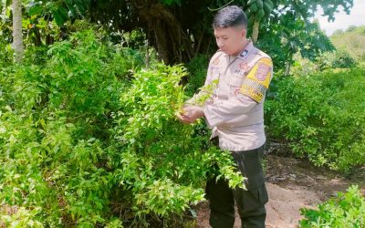 Bersama Petani Cabe,Bhabinkamtibmas Polsek Purwakarta Polres Cilegon Melakukan Pendampingan Tentang Ketahanan Pangan 