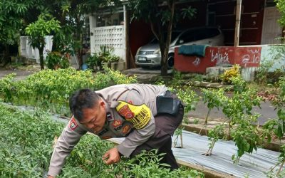 Pendampingan kepada warga Cara Tanam Cabe Rutin di Lakukan Bhabinkamtibmas Polsek Purwakarta Polres Cilegon Di Wilayah