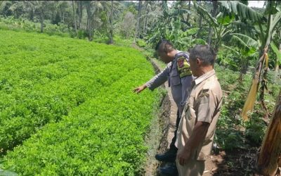 Datang Ke Kebun Warga,Bhabinkamtibmas Polsek Purwakarta Polres Cilegon Rutin Pendampingan Ketahanan Pangan 